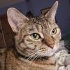 Gisa- $25 Bissell Sponsored Adoption Fee! photo 2