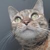 Gisa- $25 Bissell Sponsored Adoption Fee! photo 3