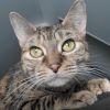 Gisa- $25 Bissell Sponsored Adoption Fee! photo 4