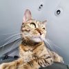 Gisa- $25 Bissell Sponsored Adoption Fee! photo 5