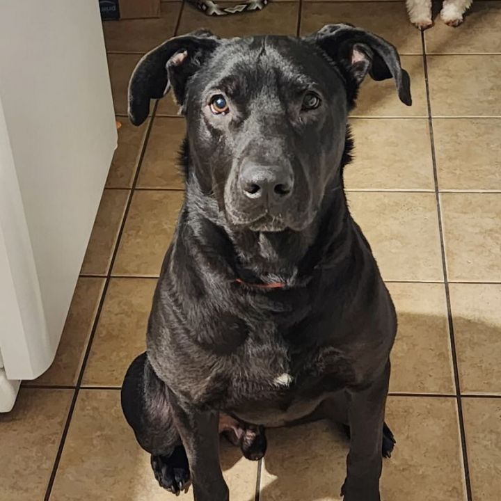 Buddy 2