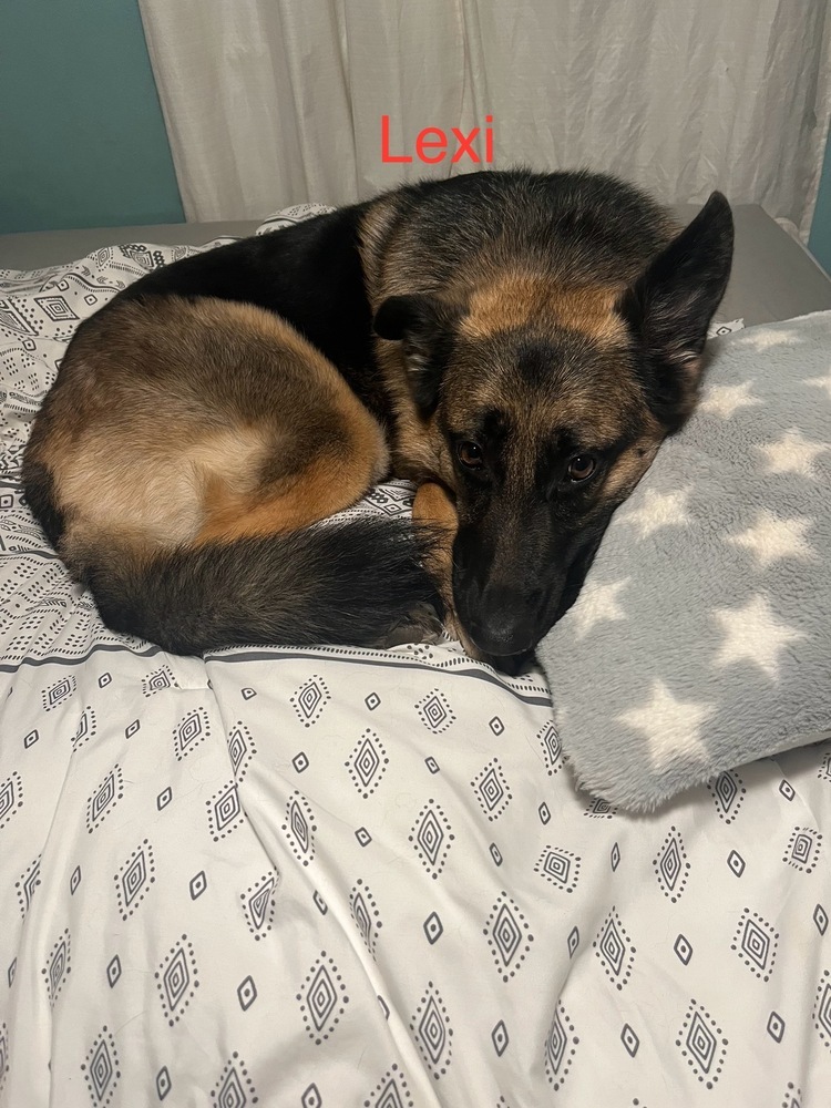 Lexi (Courtesy Post), an adoptable German Shepherd Dog in Suamico, WI, 54173 | Photo Image 2
