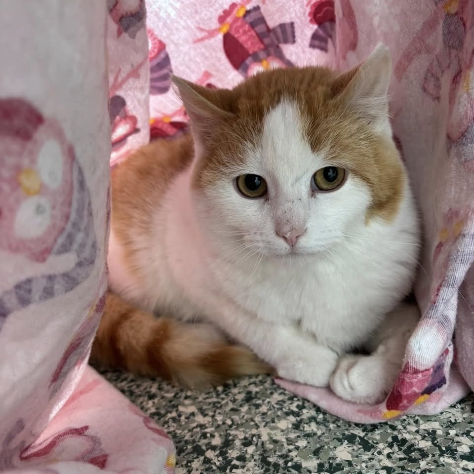 Oberon