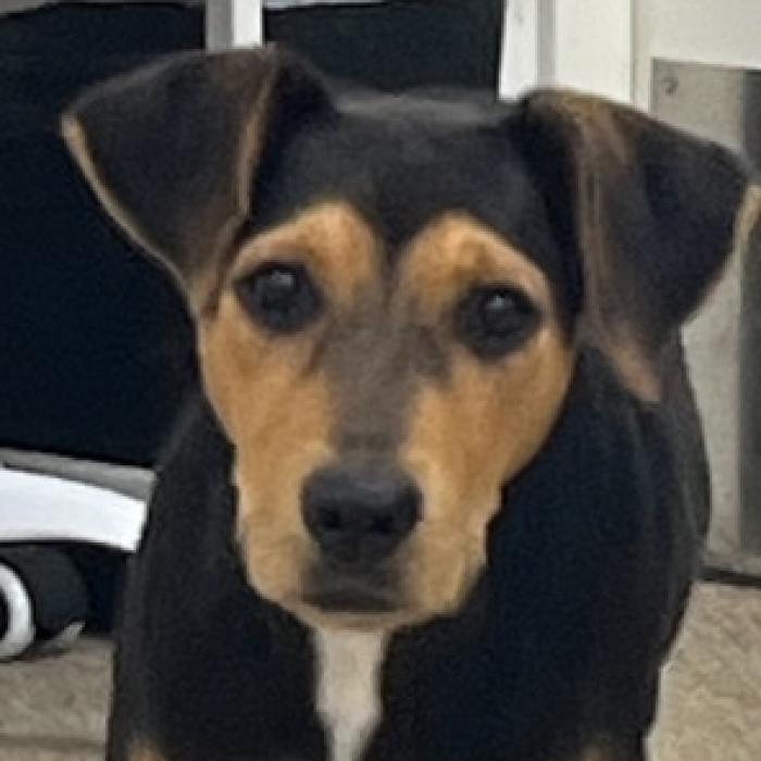 Pippa