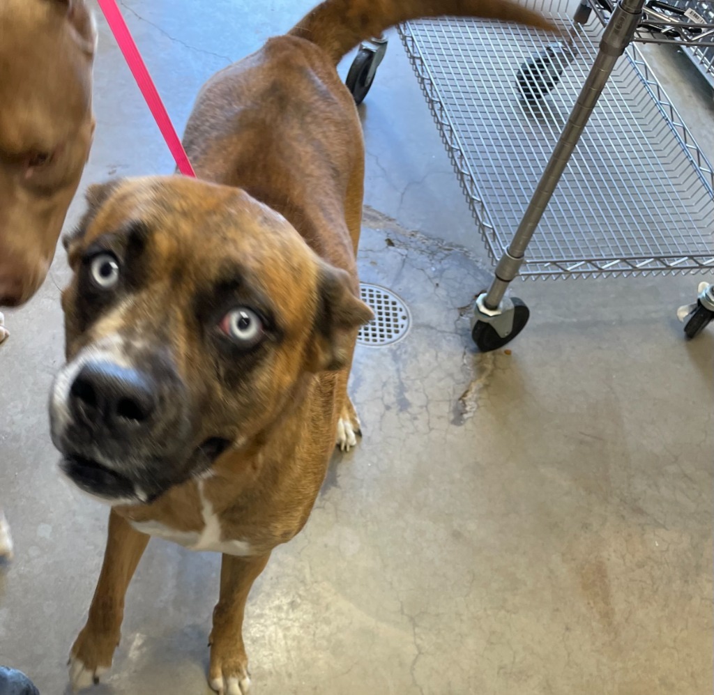 Olive, an adoptable Pit Bull Terrier in Rock Springs, WY, 82901 | Photo Image 1
