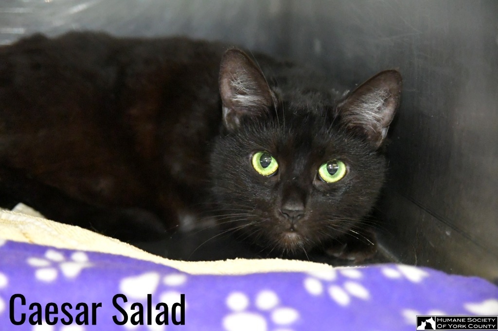 Caesar Salad