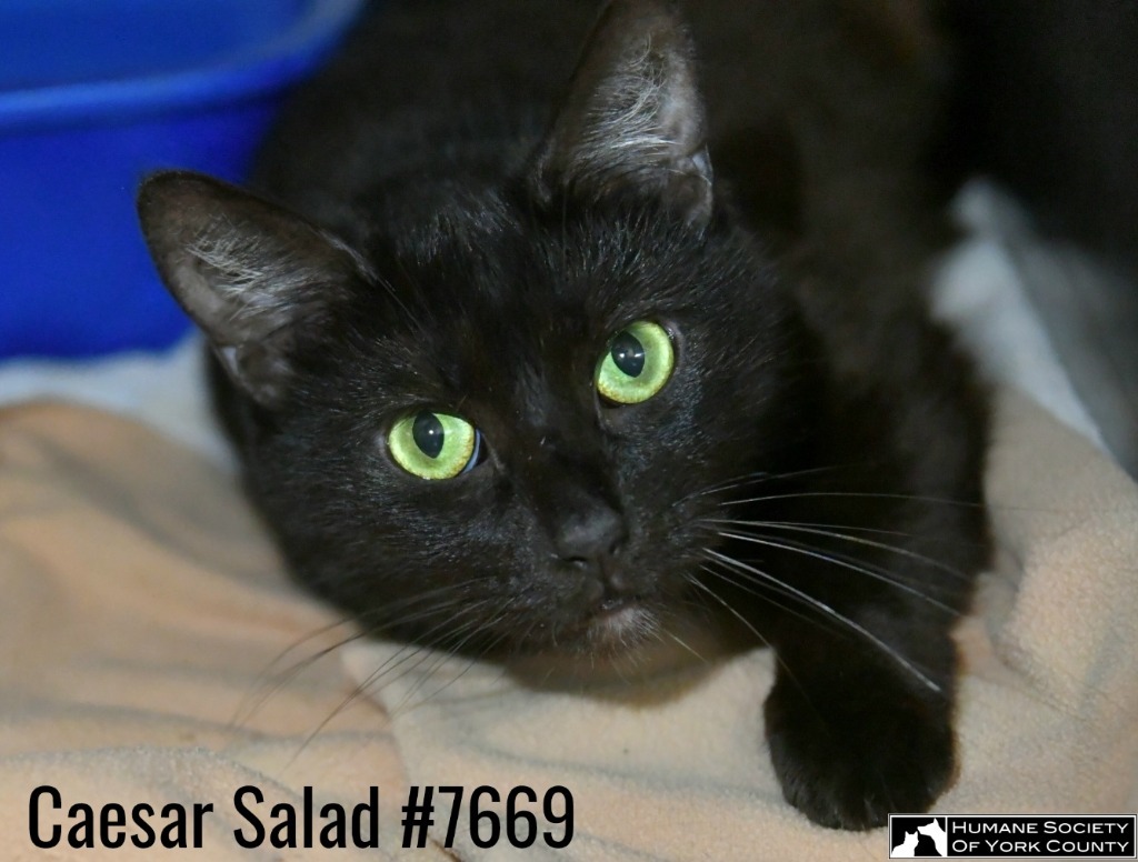 Caesar Salad
