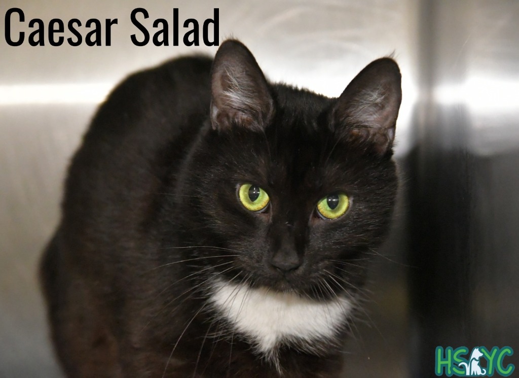 Caesar Salad
