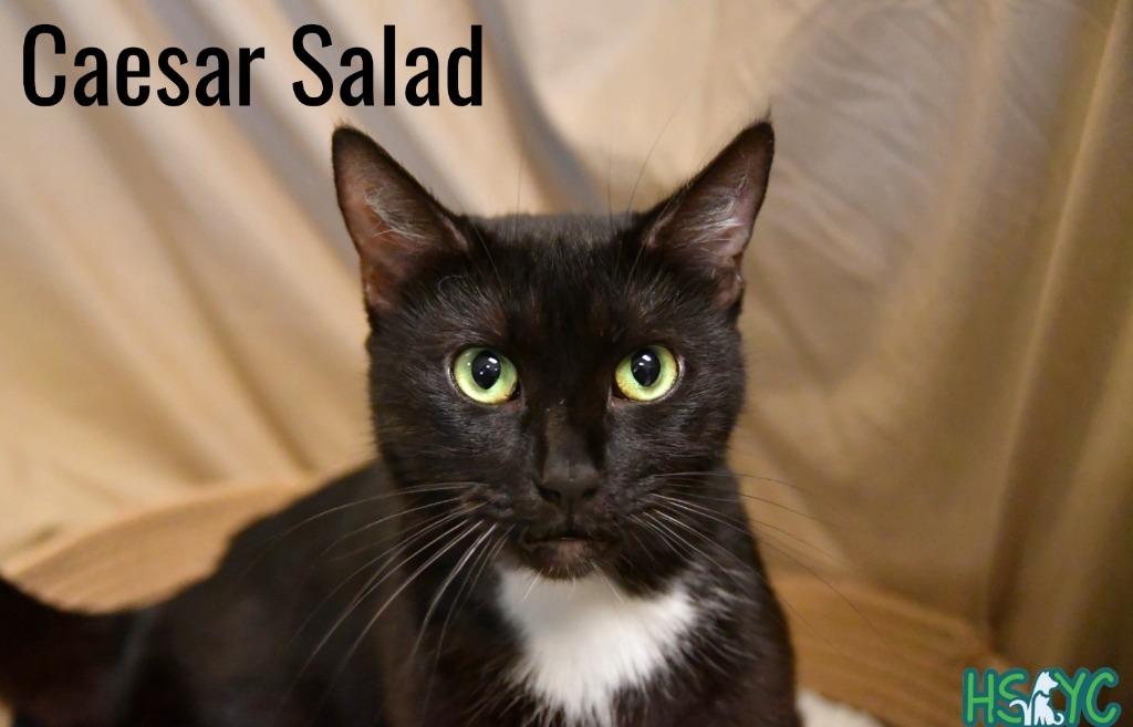 Caesar Salad