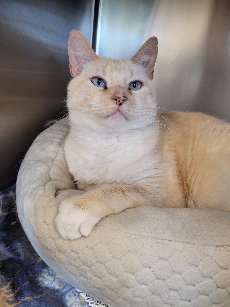 Georgie, an adoptable Domestic Short Hair in Logan, UT, 84323 | Photo Image 1
