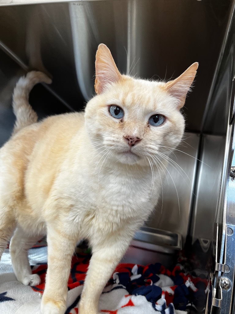 Georgie, an adoptable Domestic Short Hair in Logan, UT, 84323 | Photo Image 2