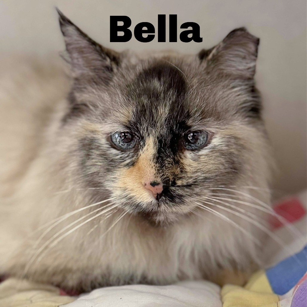 Bella 250117