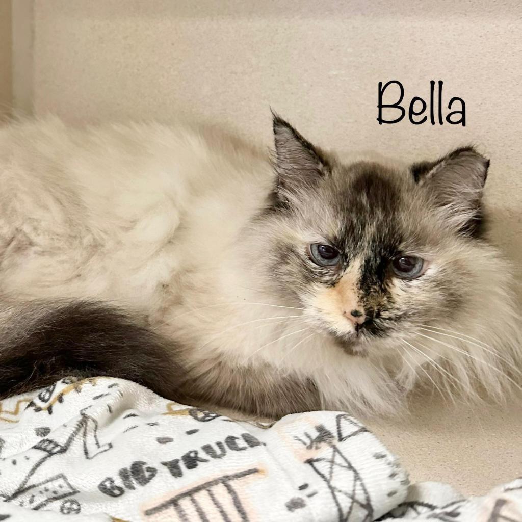 Bella 250117