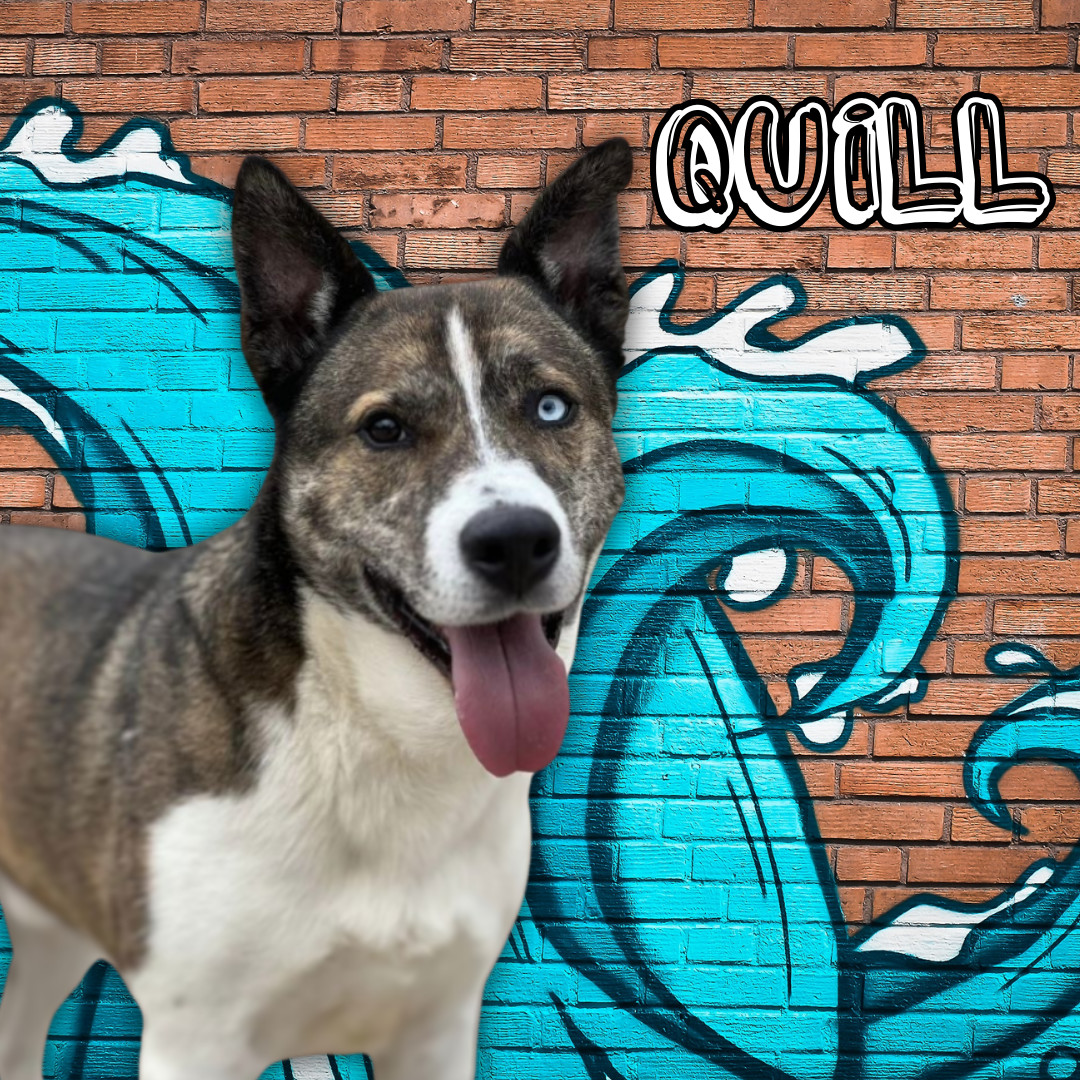 Quill(iam)