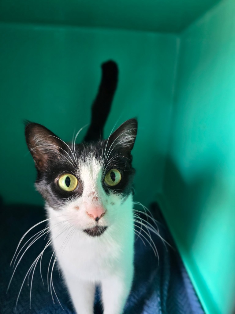LuLu