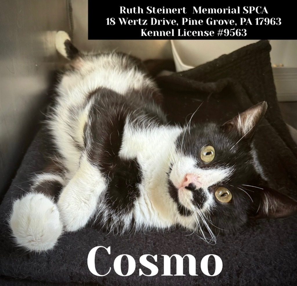 Cosmo