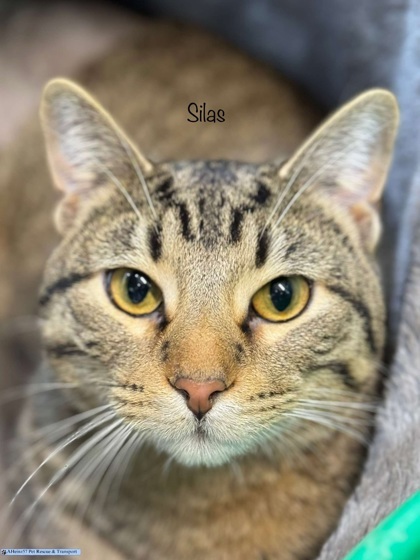 Silas