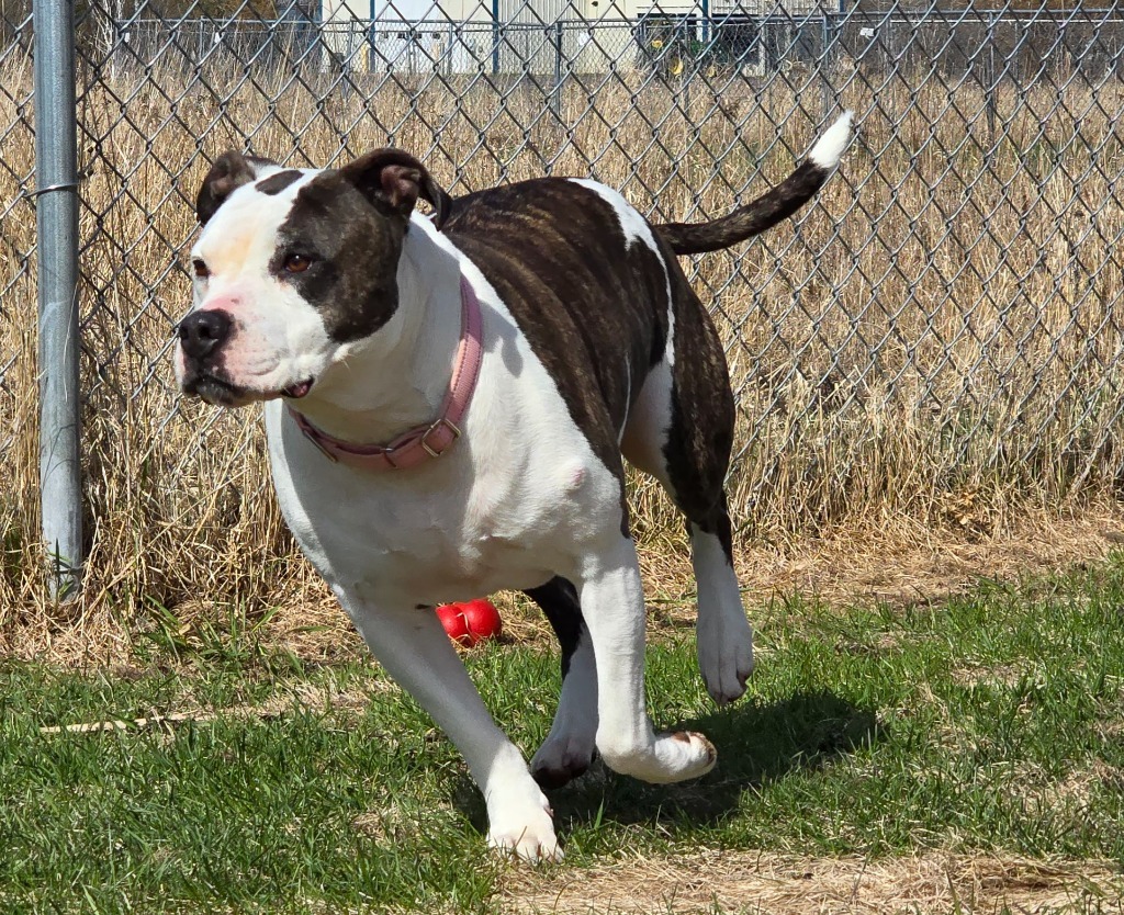Whiskey, an adoptable Staffordshire Bull Terrier in Ashland, WI, 54806 | Photo Image 1