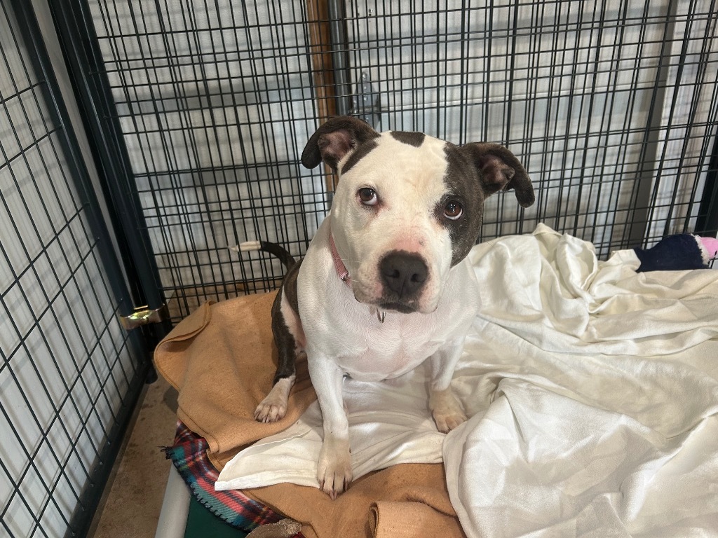 Whiskey, an adoptable Staffordshire Bull Terrier in Ashland, WI, 54806 | Photo Image 2