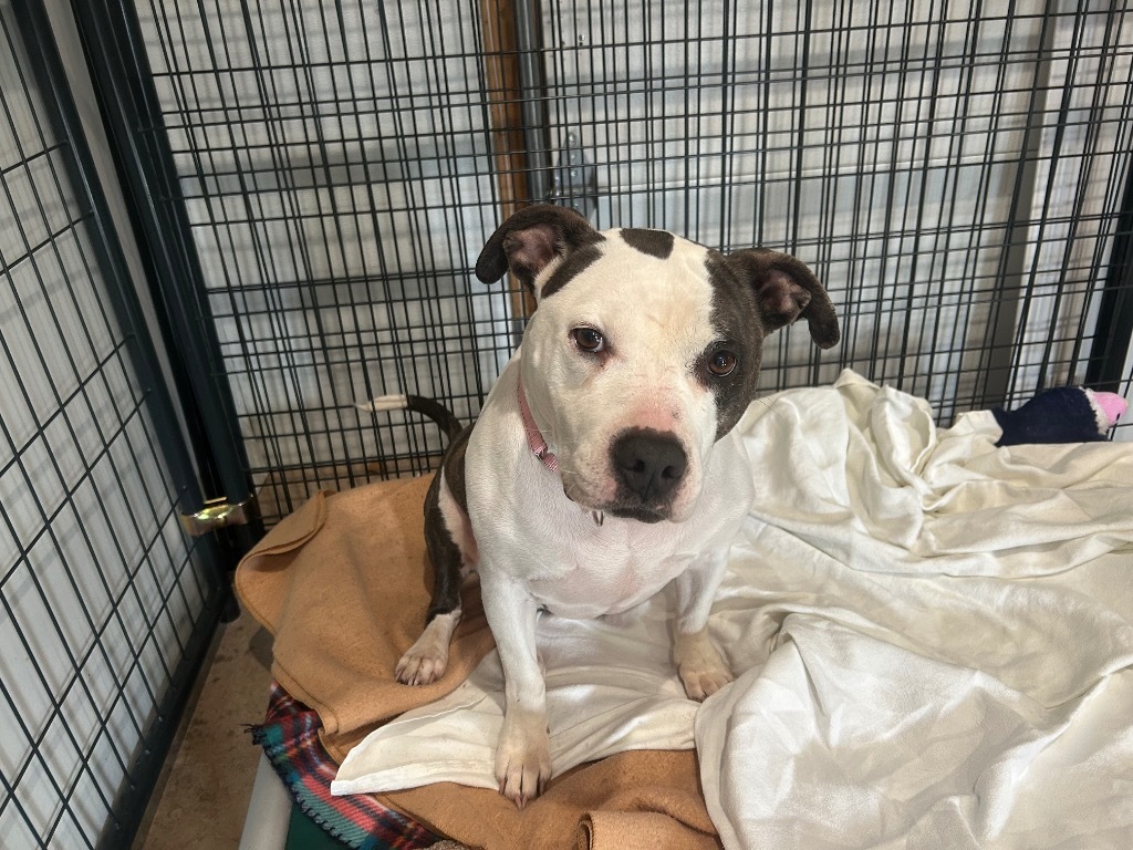 Whiskey, an adoptable Staffordshire Bull Terrier in Ashland, WI, 54806 | Photo Image 2