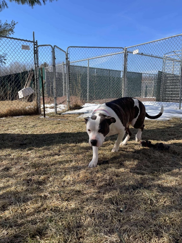 Whiskey, an adoptable Staffordshire Bull Terrier in Ashland, WI, 54806 | Photo Image 4