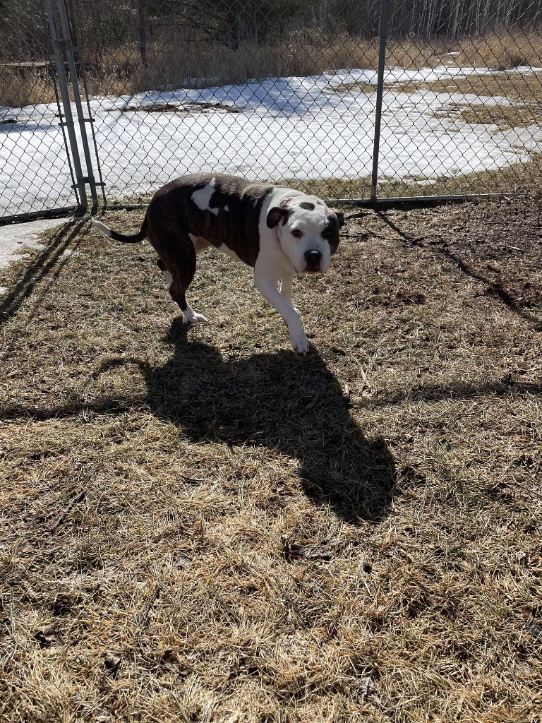 Whiskey, an adoptable Staffordshire Bull Terrier in Ashland, WI, 54806 | Photo Image 4