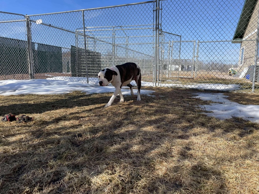Whiskey, an adoptable Staffordshire Bull Terrier in Ashland, WI, 54806 | Photo Image 5