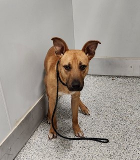 Homer, an adoptable Black Mouth Cur, Basenji in Converse, TX, 78109 | Photo Image 3