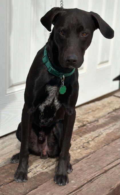 Vega, an adoptable Labrador Retriever, Greyhound in McCook, NE, 69001 | Photo Image 1