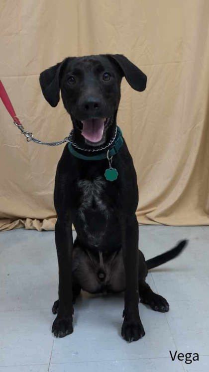 Vega, an adoptable Labrador Retriever, Greyhound in McCook, NE, 69001 | Photo Image 1