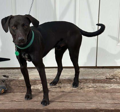 Vega, an adoptable Labrador Retriever, Greyhound in McCook, NE, 69001 | Photo Image 2