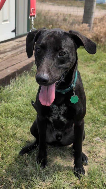 Vega, an adoptable Labrador Retriever, Greyhound in McCook, NE, 69001 | Photo Image 2