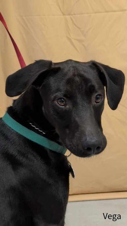Vega, an adoptable Labrador Retriever, Greyhound in McCook, NE, 69001 | Photo Image 2
