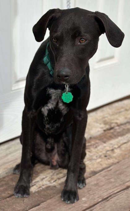 Vega, an adoptable Labrador Retriever, Greyhound in McCook, NE, 69001 | Photo Image 3