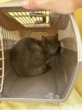 Kael -Barn Cat OF125