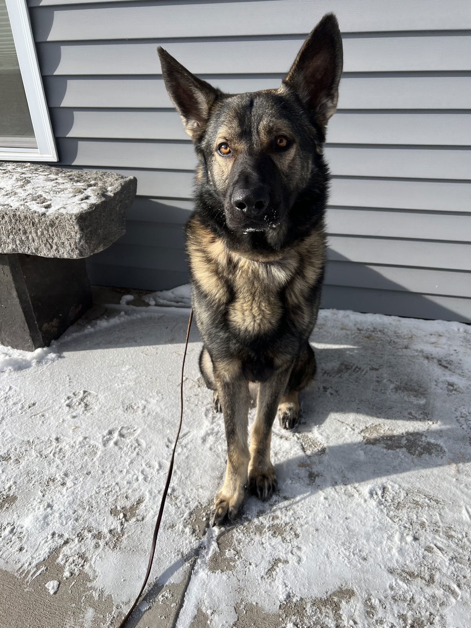 Ekko, an adoptable Shepherd in Duluth, MN, 55807 | Photo Image 1