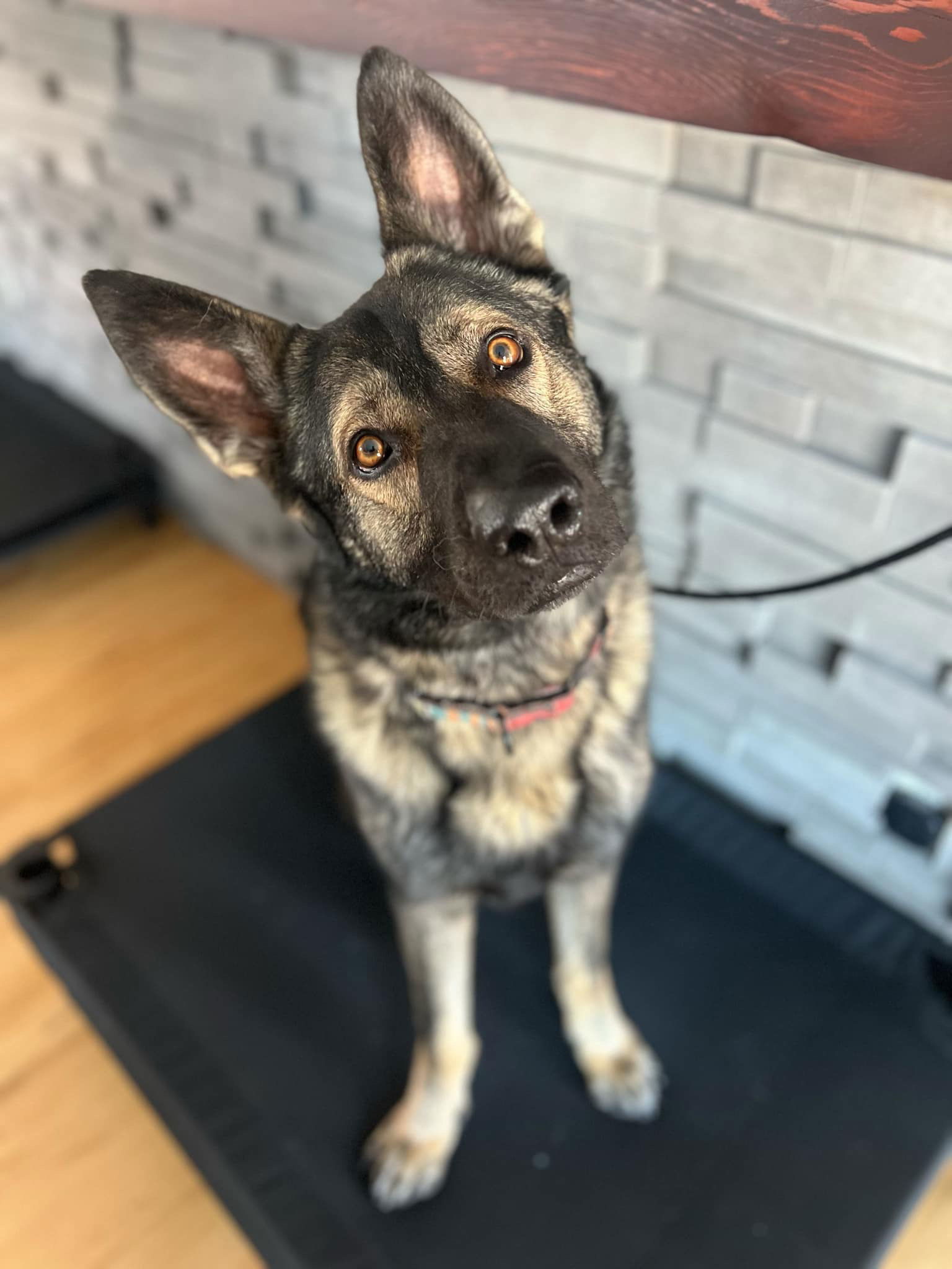 Ekko, an adoptable Shepherd in Duluth, MN, 55807 | Photo Image 2