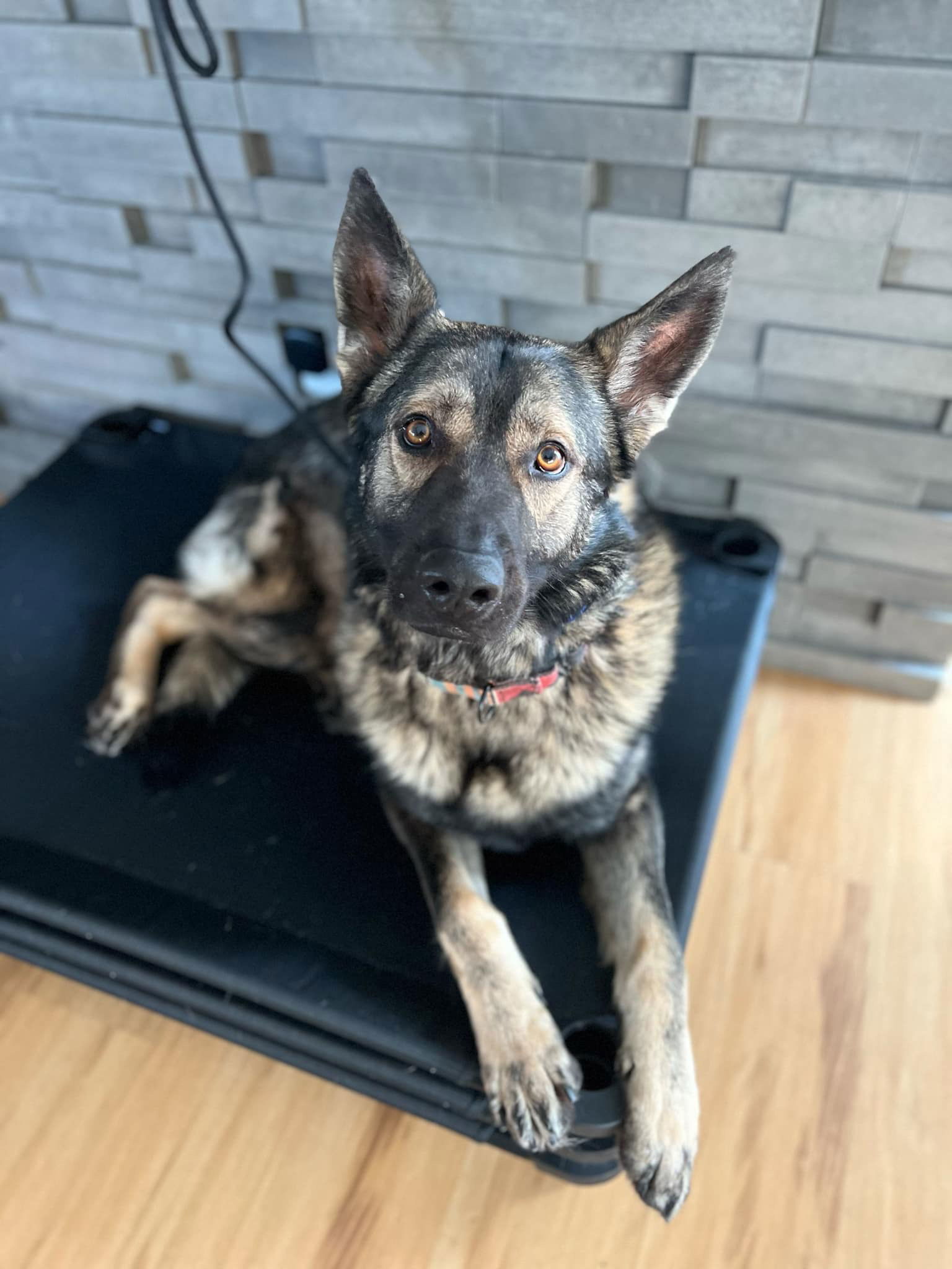 Ekko, an adoptable Shepherd in Duluth, MN, 55807 | Photo Image 3