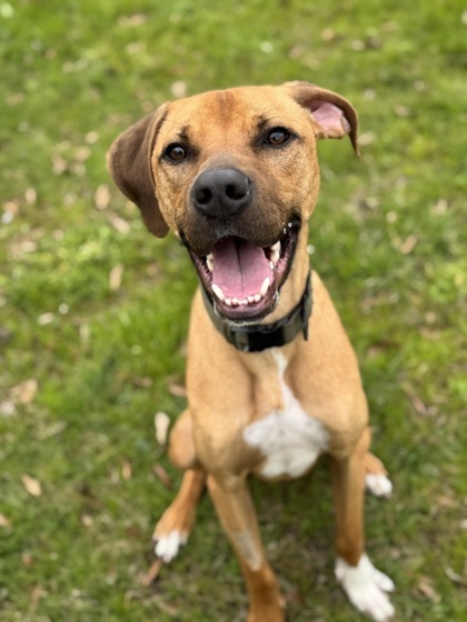 Baxter