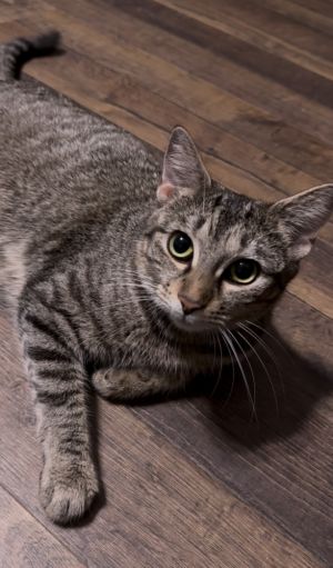 Bella, Young Female Domestic Short Hair
