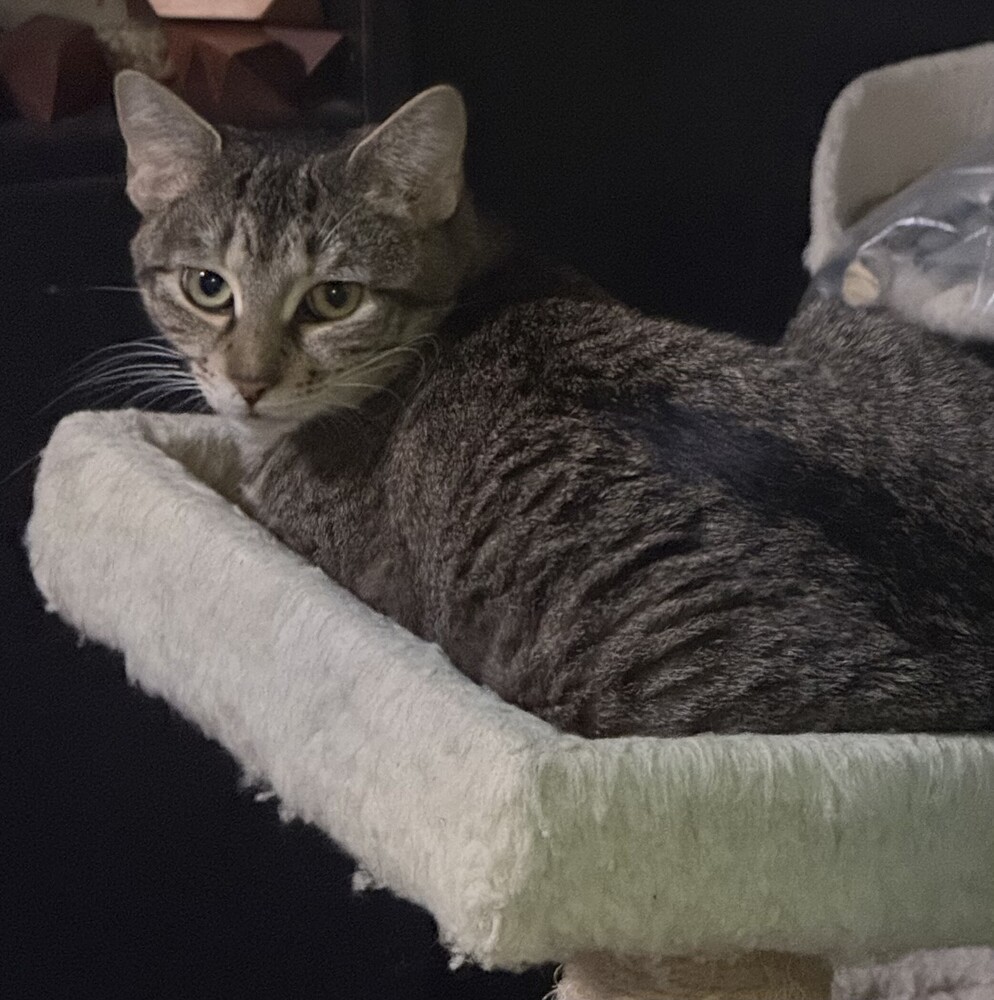 Bella