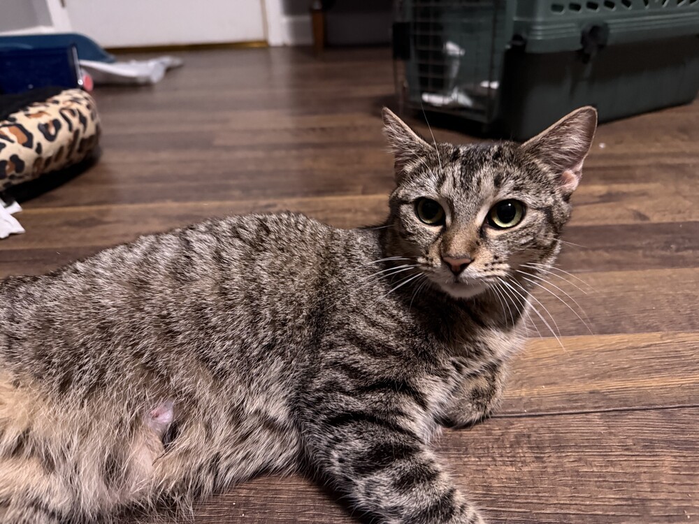 Bella