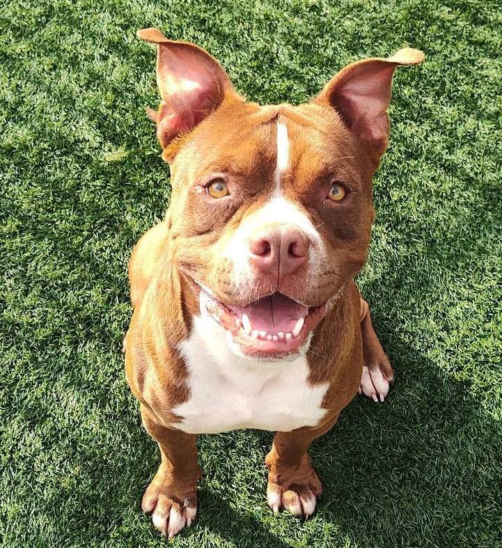 Robbie - $75 Adoption Fee! Diamond Dog!
