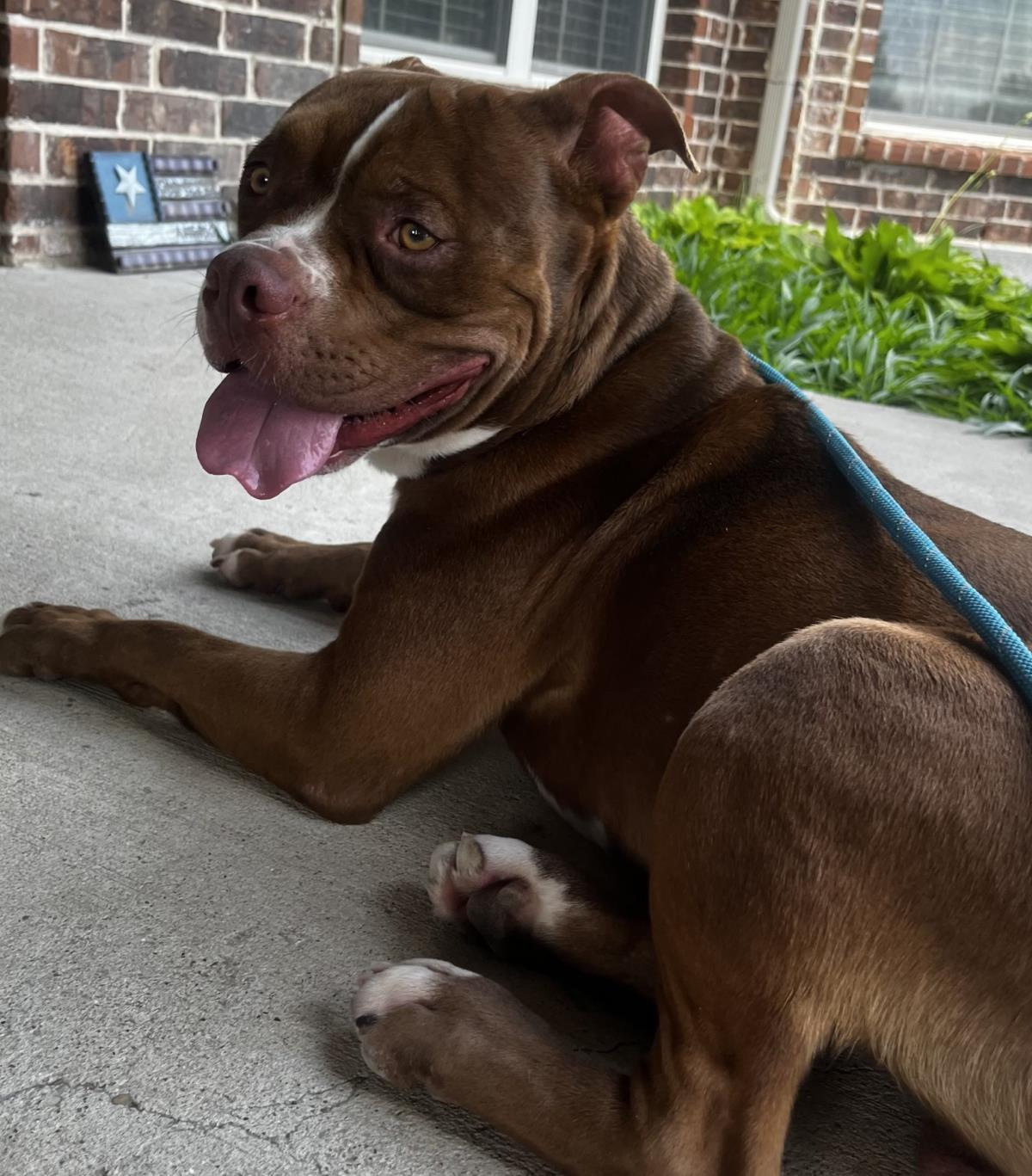 Robbie - $75 Adoption Fee! Diamond Dog!