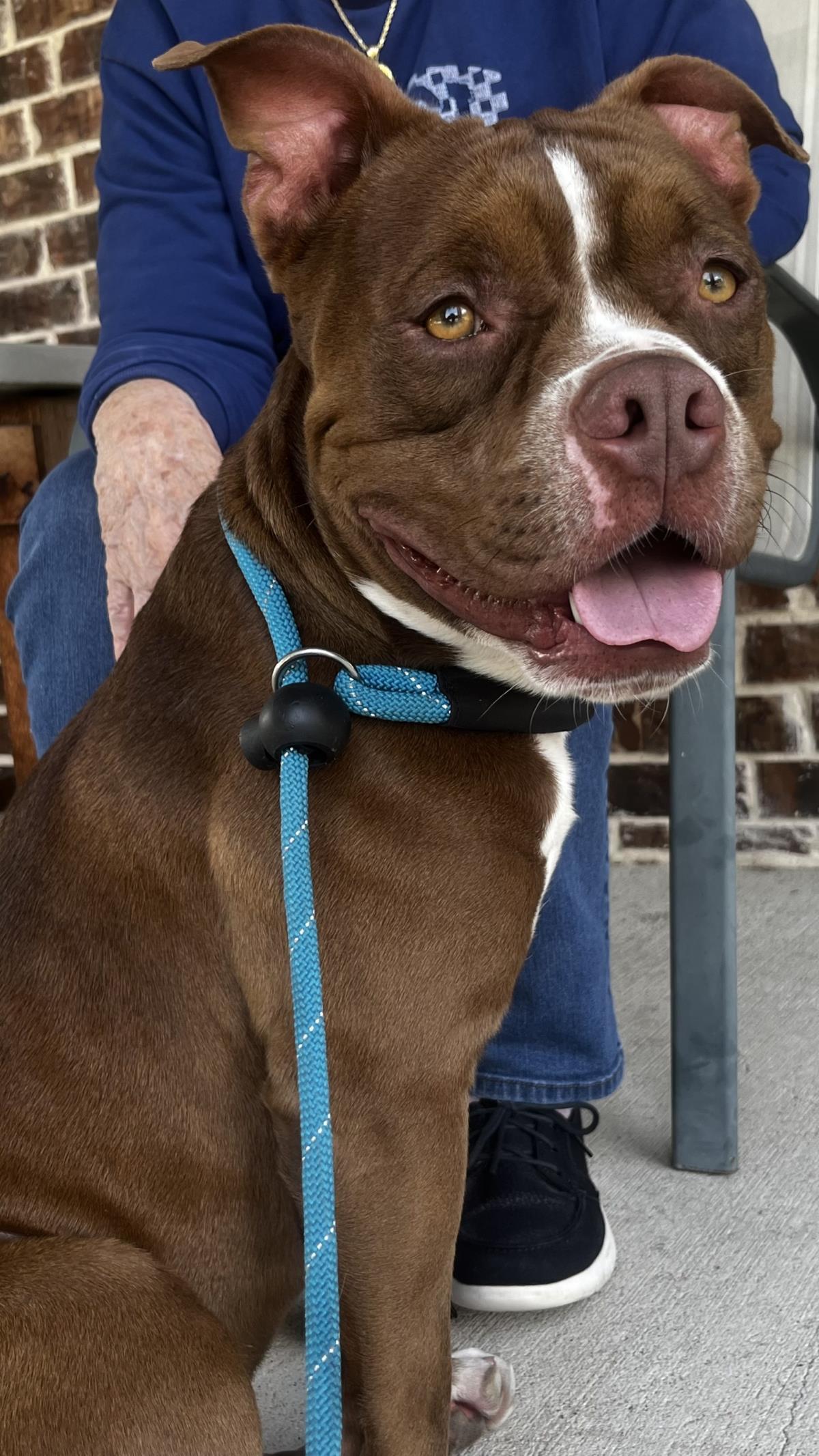 Robbie - $75 Adoption Fee! Diamond Dog!