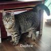 Daphne photo 1