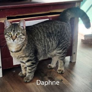 Daphne, Young Female Domestic Short Hair