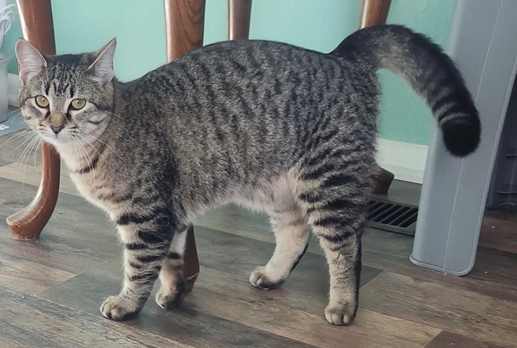 Daphne, an adoptable Domestic Short Hair in Little Rock, AR, 72207 | Photo Image 2