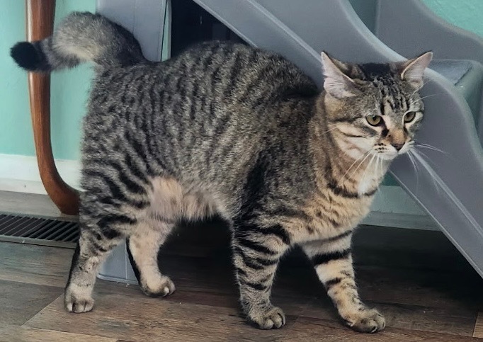 Daphne, an adoptable Domestic Short Hair in Little Rock, AR, 72207 | Photo Image 3
