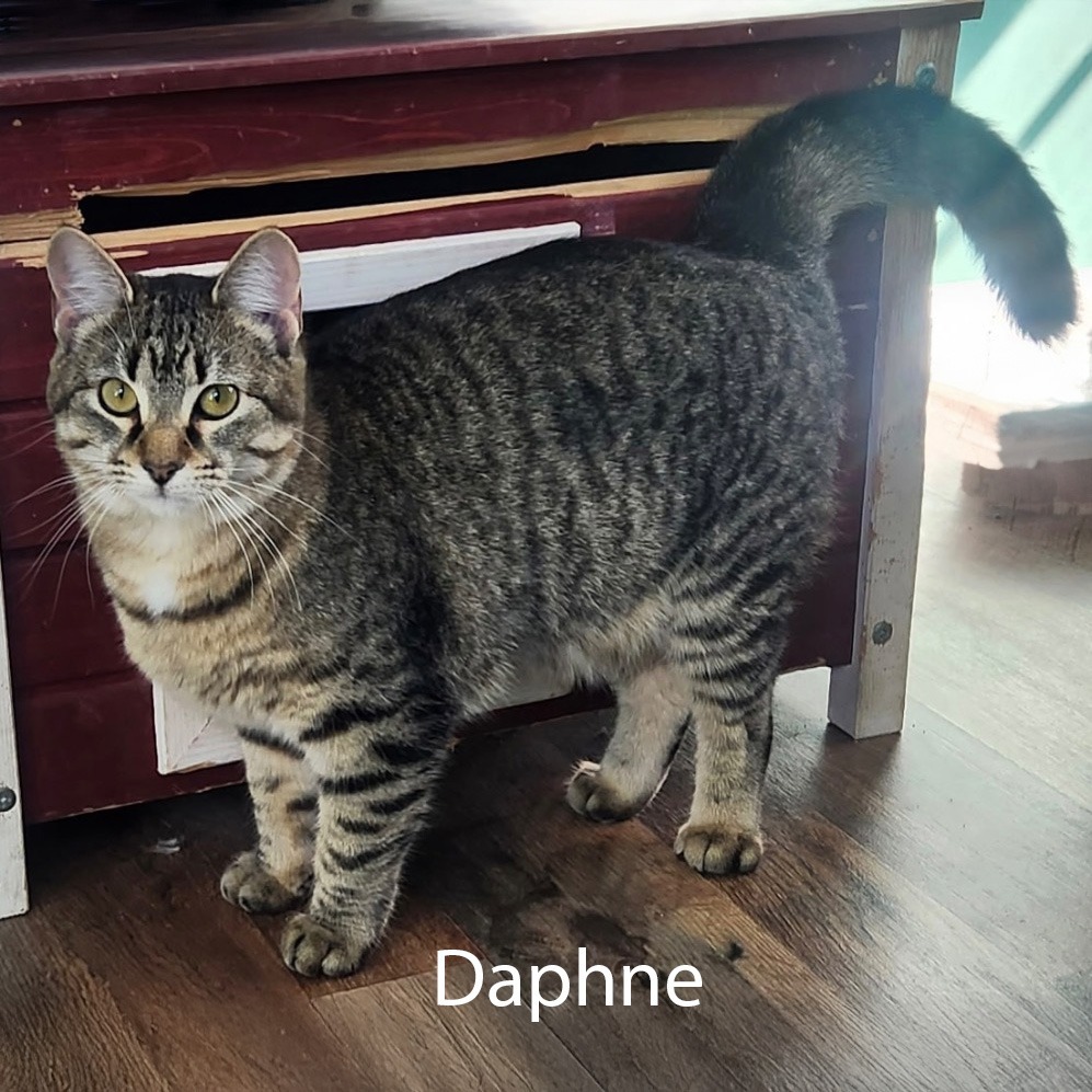 Daphne, an adoptable Domestic Short Hair in Little Rock, AR, 72207 | Photo Image 3
